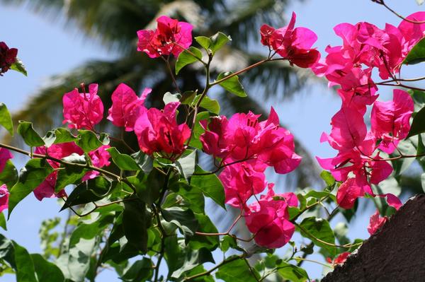 Bougainvillea