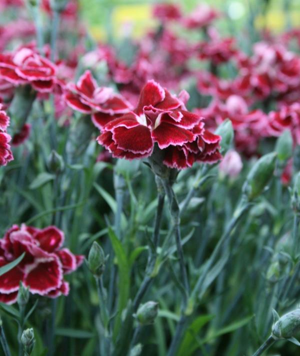 Dianthus