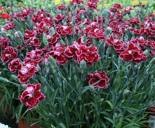 Dianthus