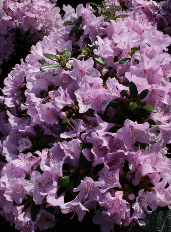 Dwarf Rhododendron Snipe