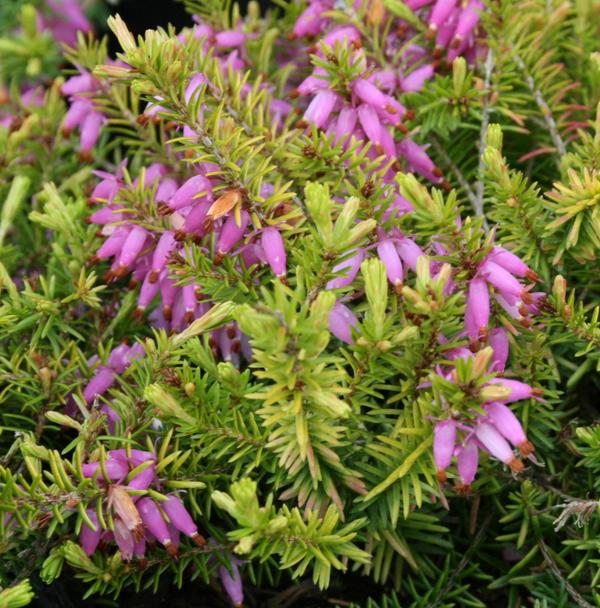 Winter Flowering Heather