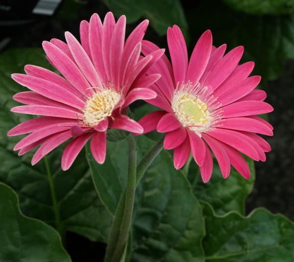 Gerbera