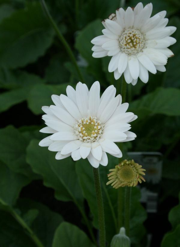 Gerbera