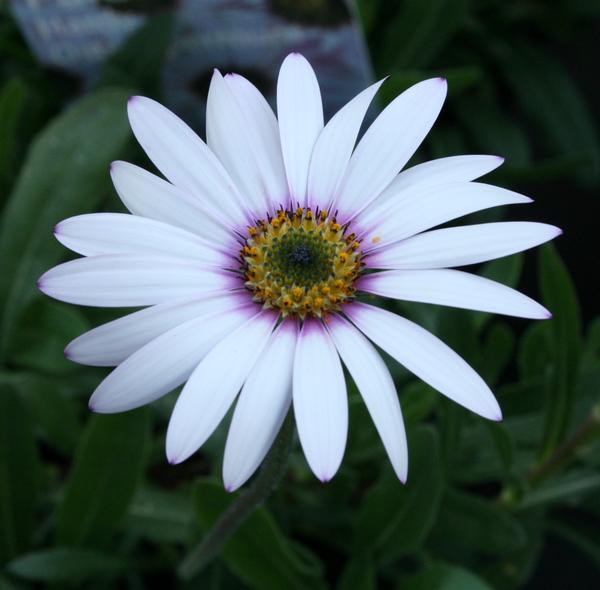 African Daisy