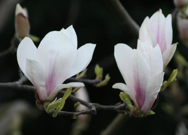 Saucer Magnolia