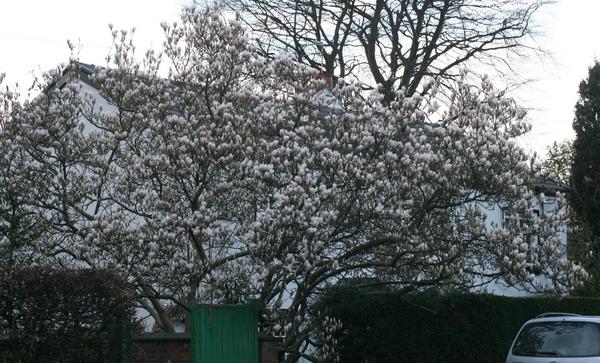 Saucer Magnolia