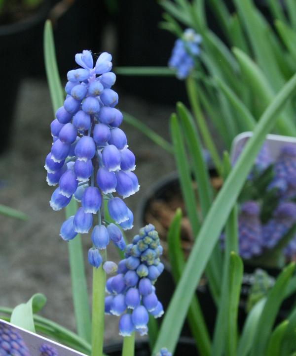 Grape Hyacinth