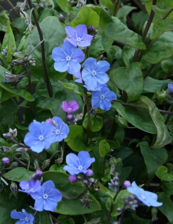 Omphalodes