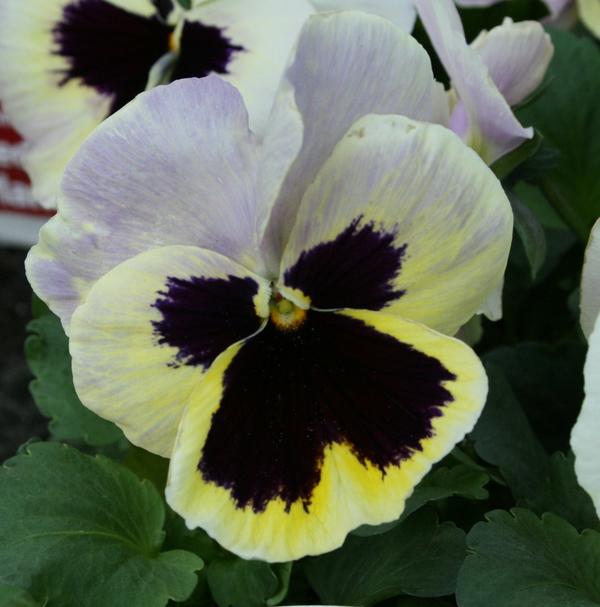 Pansy