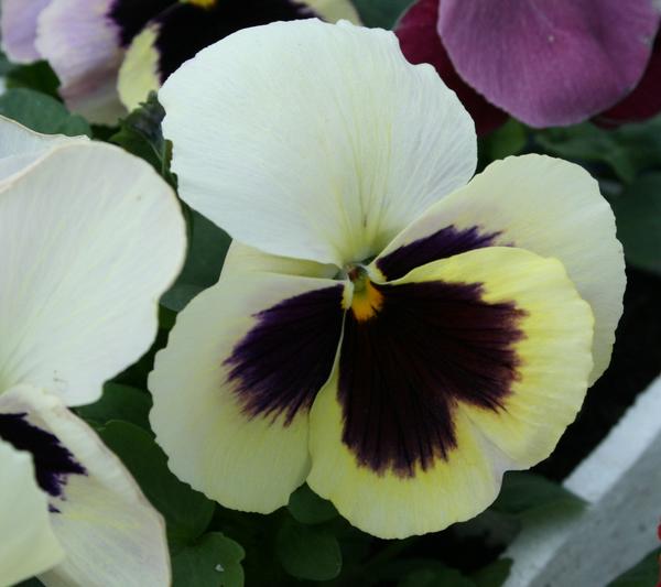 Pansy