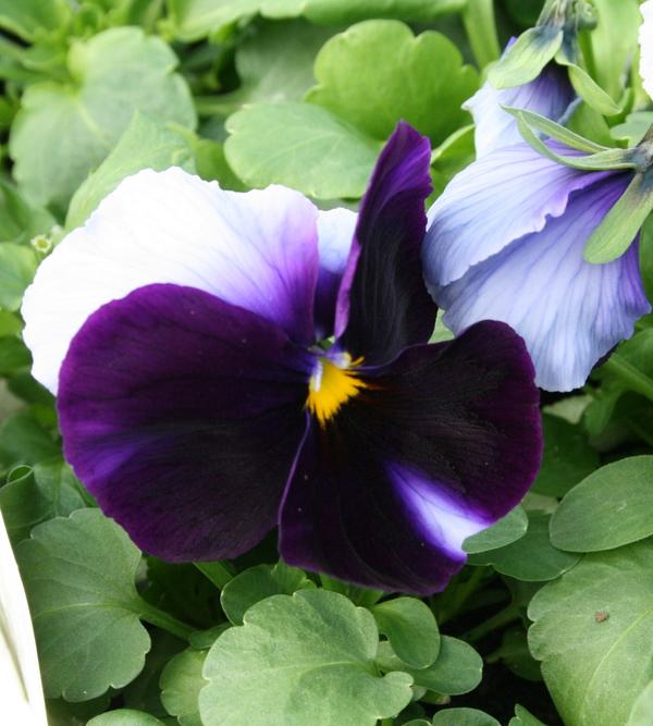 Pansy