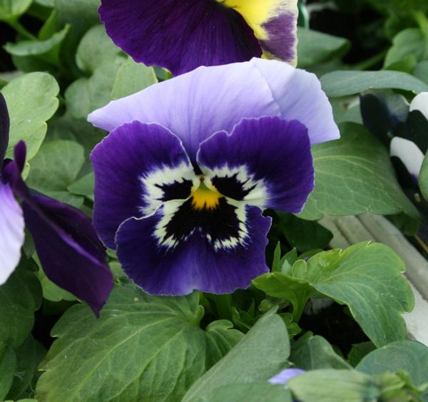 Pansy