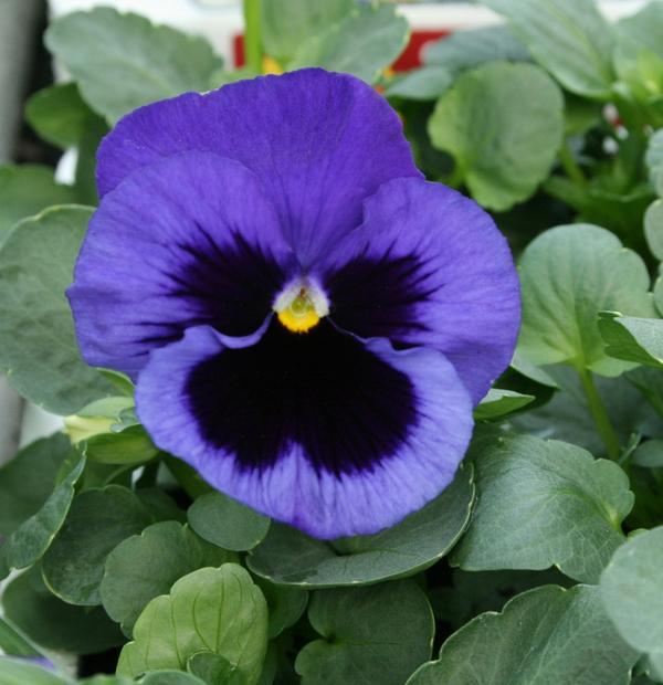 Pansy