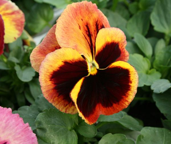 Pansy