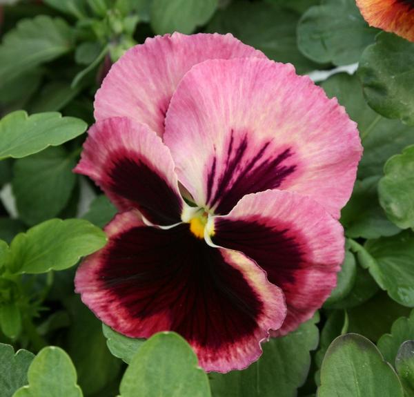 Pansy