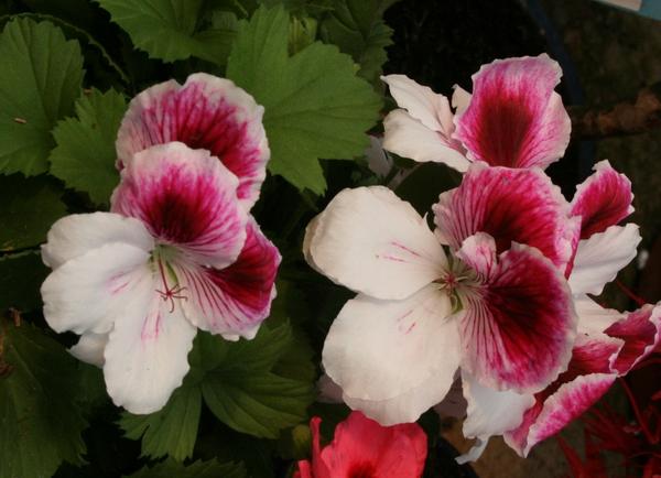 Pelargonium