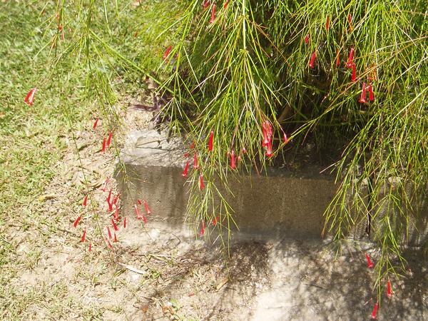 Coral Plant