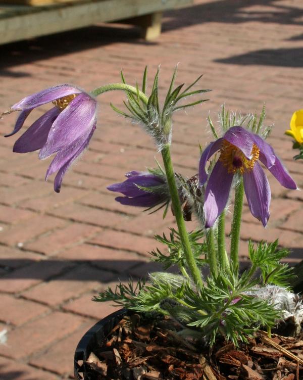 Pasque Flower