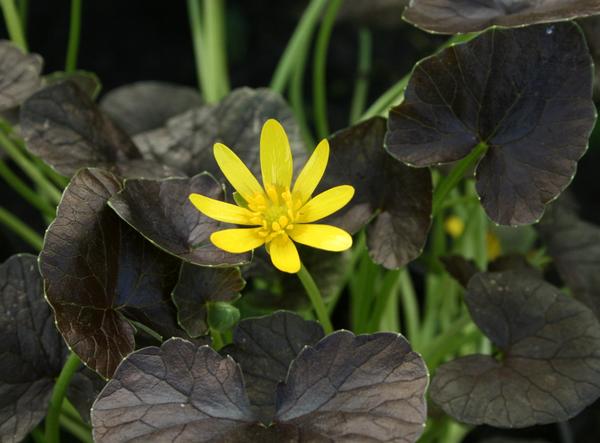 Ranunculus