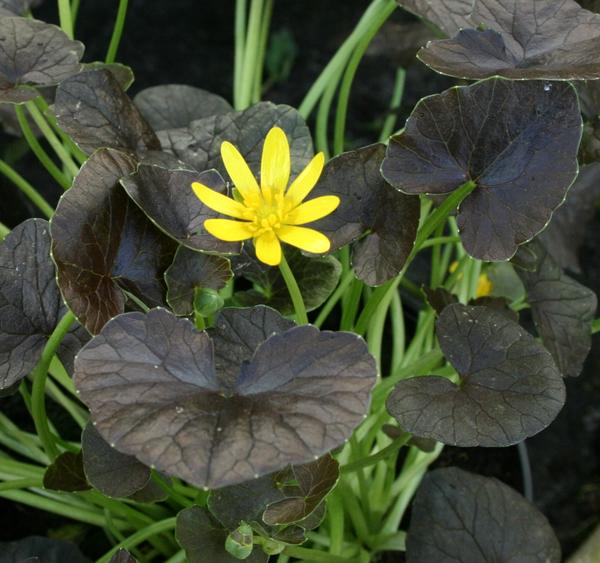 Ranunculus