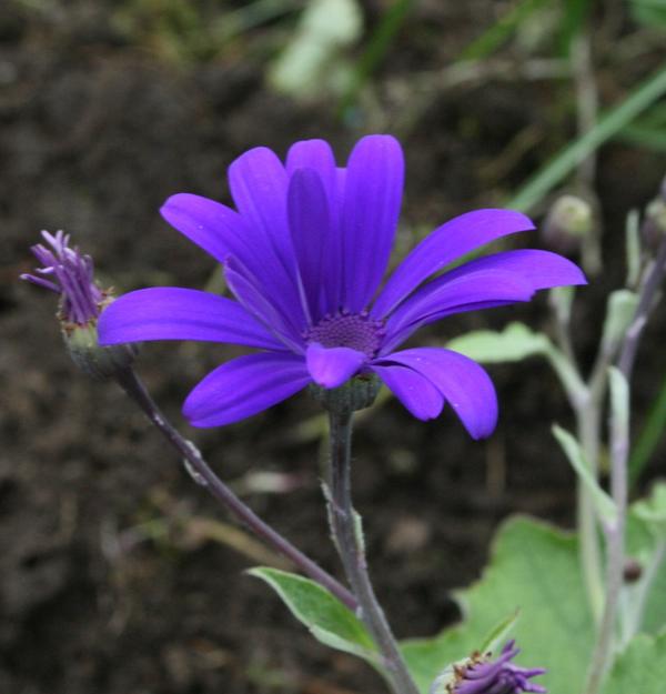 Pericallis