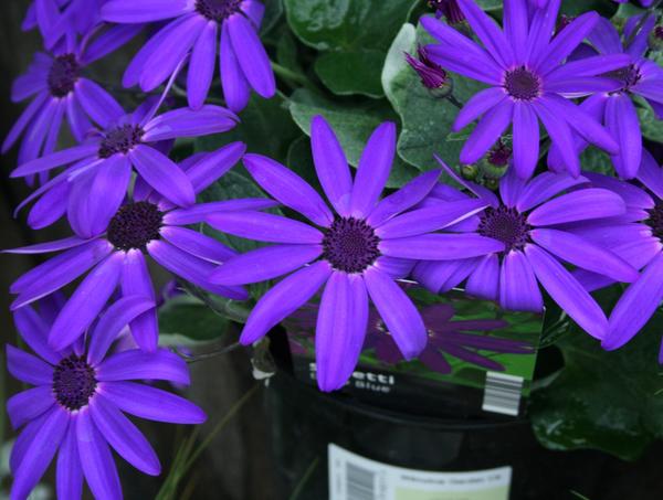 Pericallis