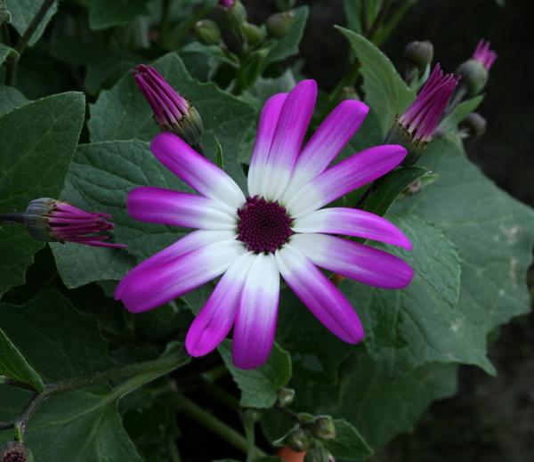 Pericallis