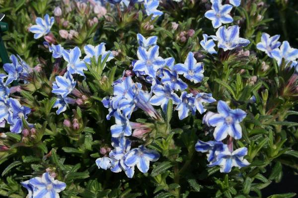 Star Lithodora