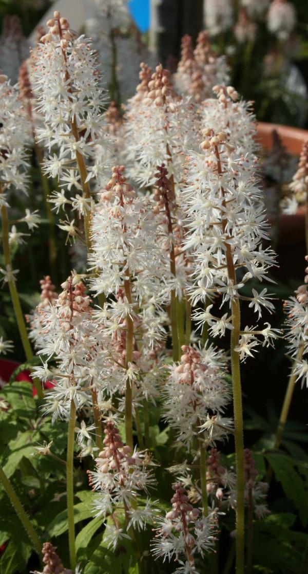 Foamflower