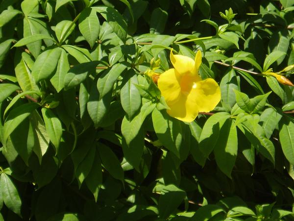 Golden Trumpet