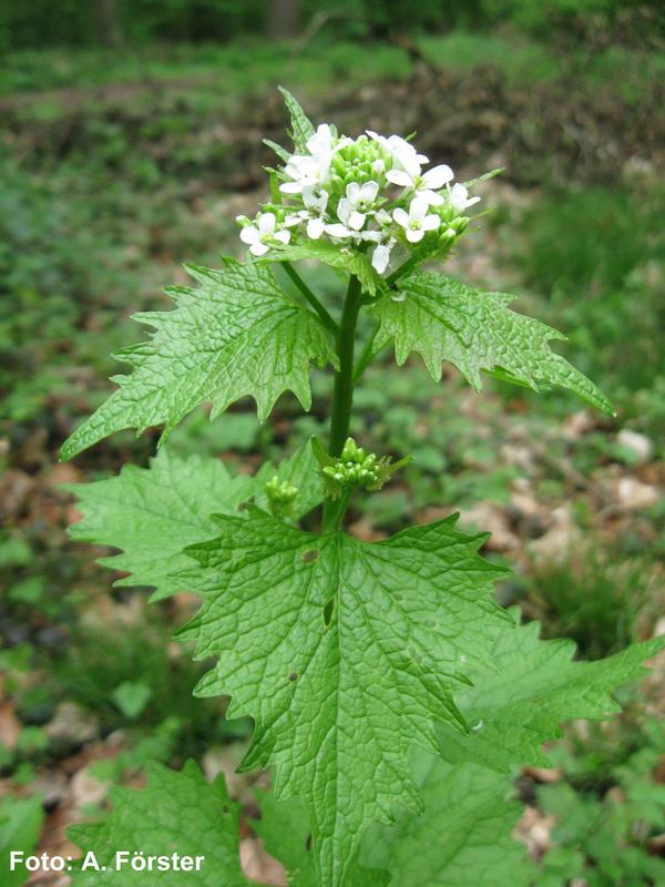 Garlic Mustard