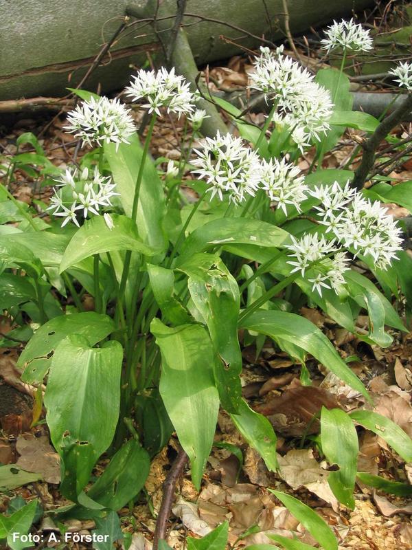 Wild Garlic