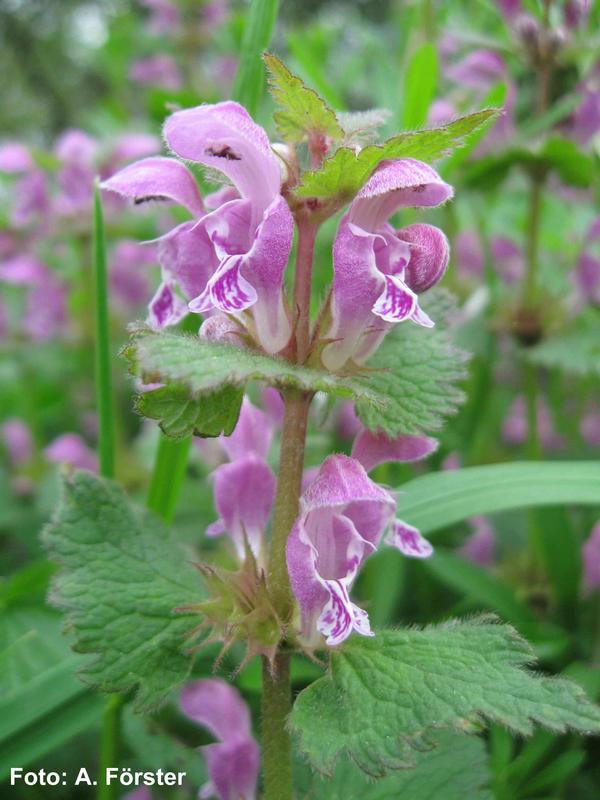 Spotted White Deadnettle