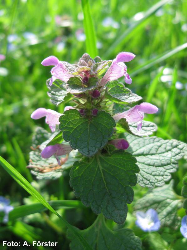 Purple Deadnettle