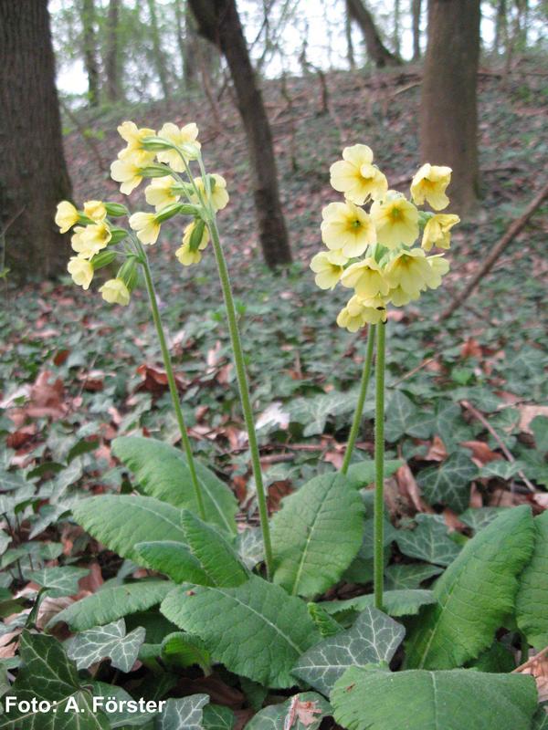 True Oxlip