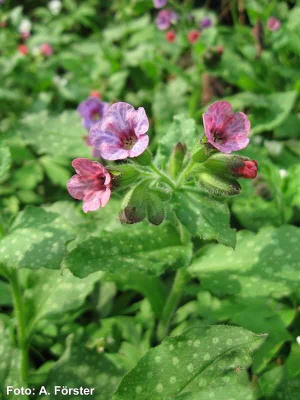 Pulmonaria officinalis