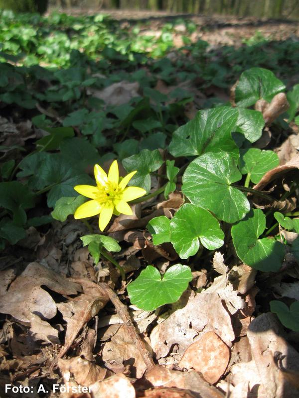 Lesser Celandine