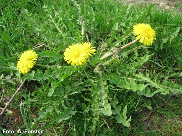 Dandelion