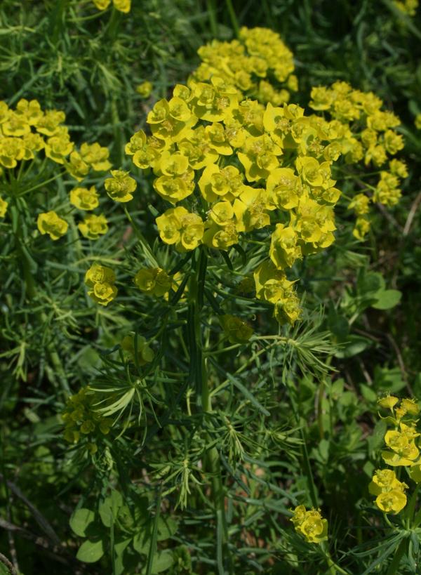 Cypress Spurge