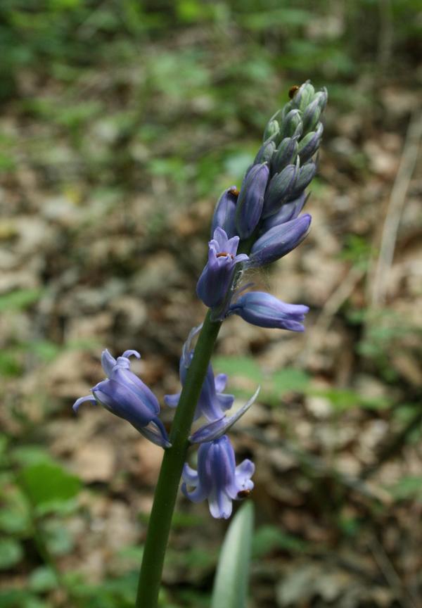 Hybrid Bluebell