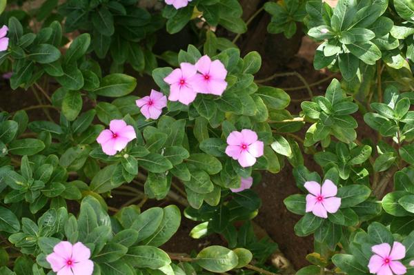 Madagascar Periwinkle