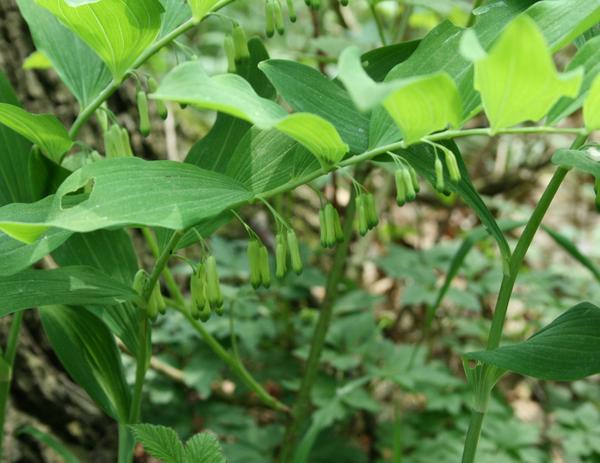 Solomon's Seal