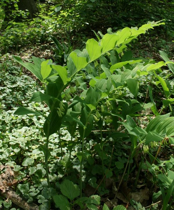 Solomon's Seal