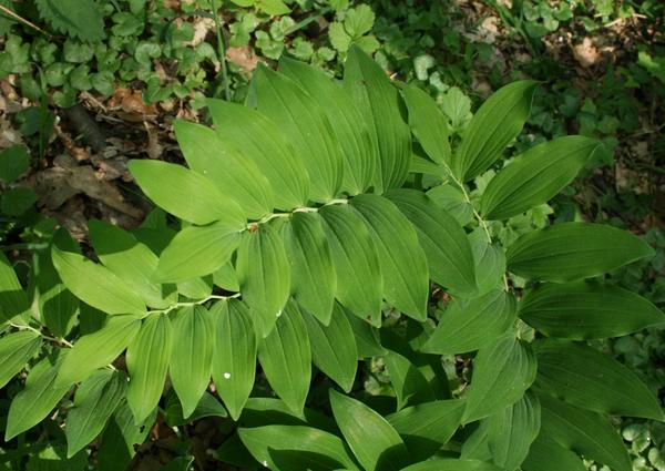 Solomon's Seal