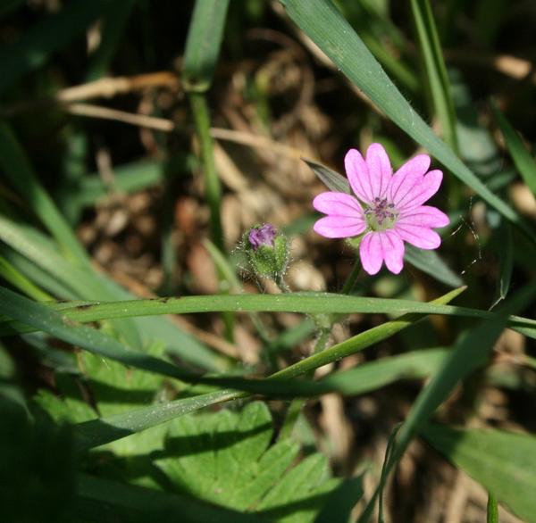 Dove's foot Crane's bill