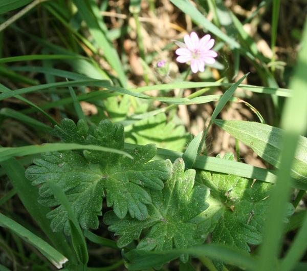 Dove's foot Crane's bill