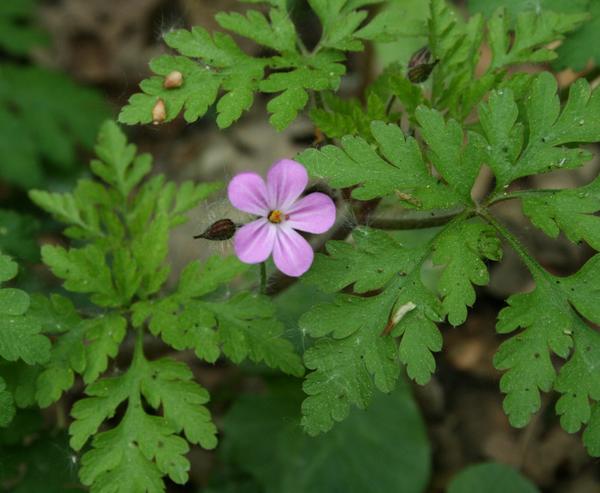 Herb Robert