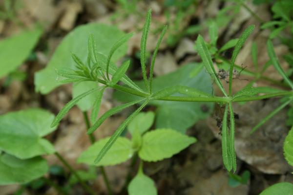 Cleavers (Goosegrass)