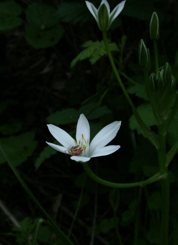 Star of Bethlehem
