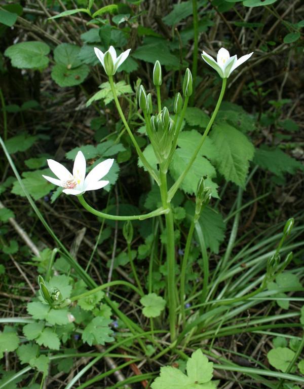 Star of Bethlehem